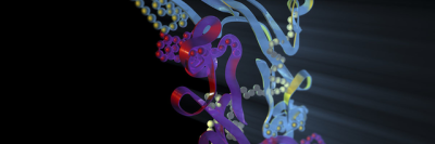 Model of TGF-beta molecule