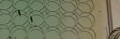 Larval Crawling Assay